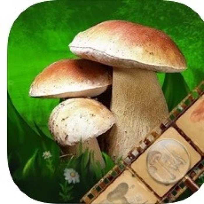 Artificial intelligence app for identifying mushrooms A Comprehensive Overview